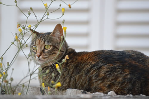 A Vela Luka resident!