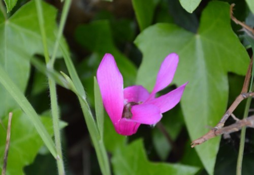 Cyclamen hiding in the ivy