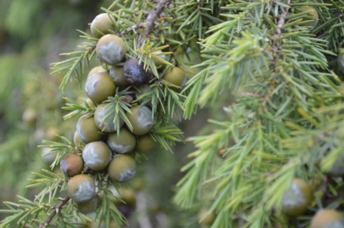 Juniper berries
