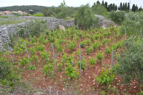 Protected vineyard surrounded by walls