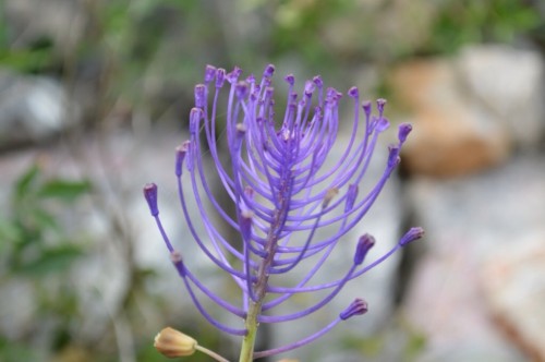Leopoldia comosa, or Muscari comosum