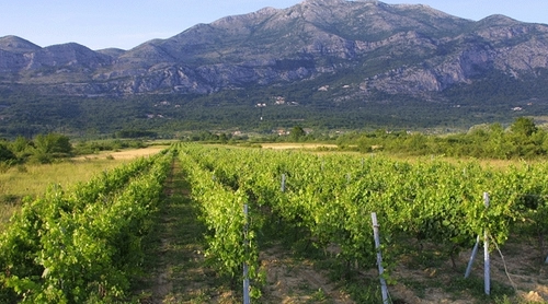 Crvik vineyards, Konavle