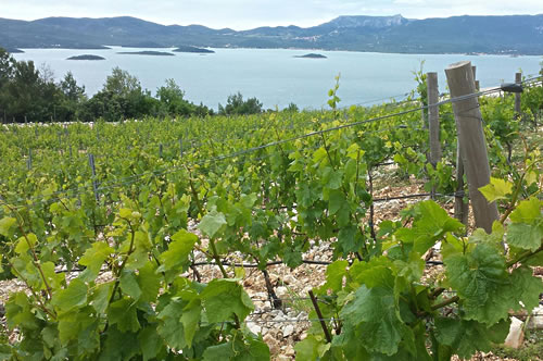 Rizman Vineyard, Komarna