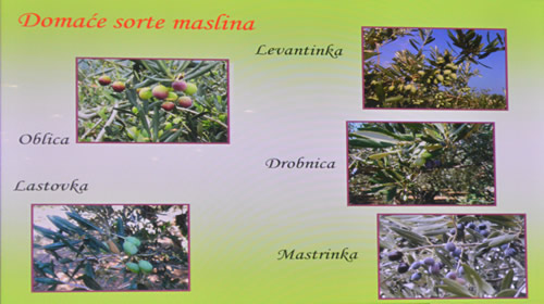 Domestic varieties