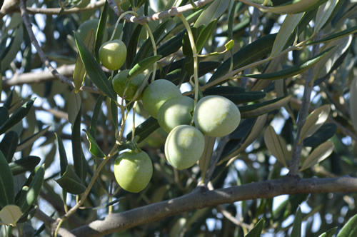 Green olives, September