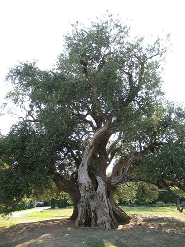 1,500 year old olive tree in Kaštela