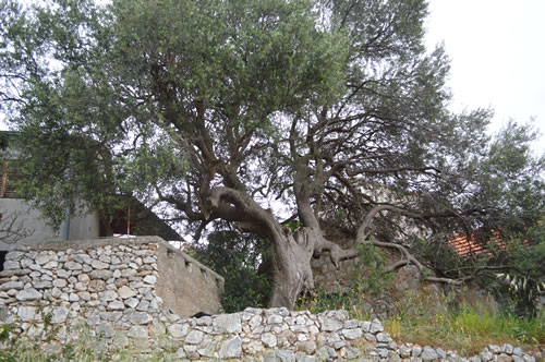 Old olive tree in Ivan Dolac, probably Maslinka