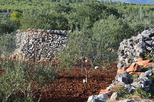 Olive trees in red soil, Hvar