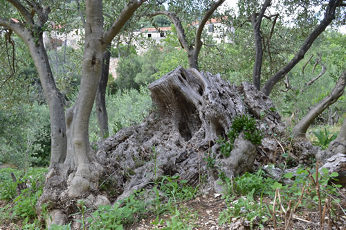 Old olive tree with new growth in Malo Grablje, Hvar