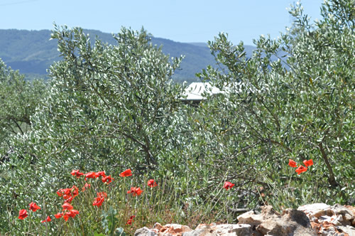 Olive trees and poppies