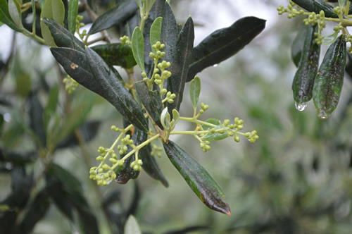 Olives in early May