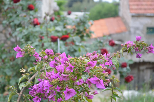 Flowers and red roofs