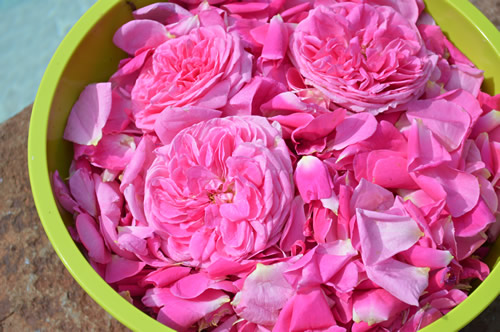 Bowlful of roses