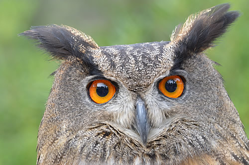 Eagle Owl