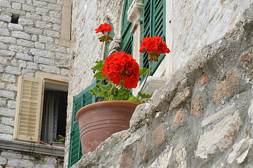 Red geraniums, green shutters