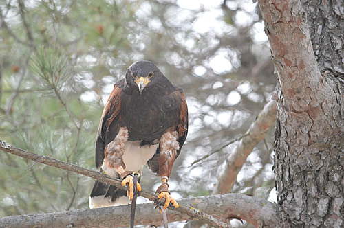 Harris hawk