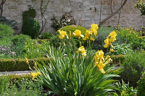 Iris in the monastery garden