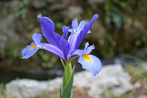 Iris at Roški slap