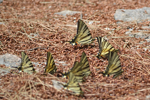 Tiger swallowtail butterflies