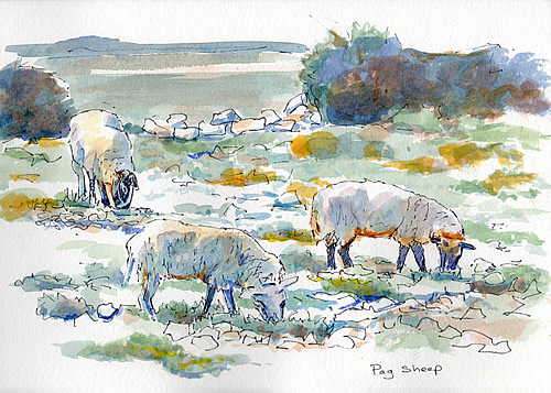 Sketch - Pag sheep
