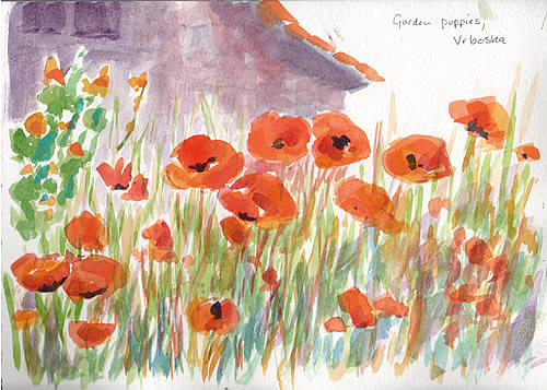 Poppies in the garden