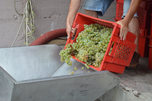 Tipping the grapes into the destemmer