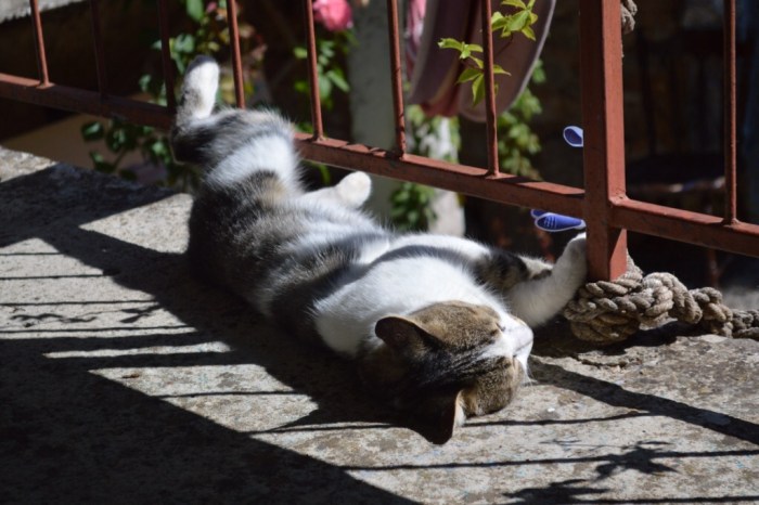 Cat playing with rope