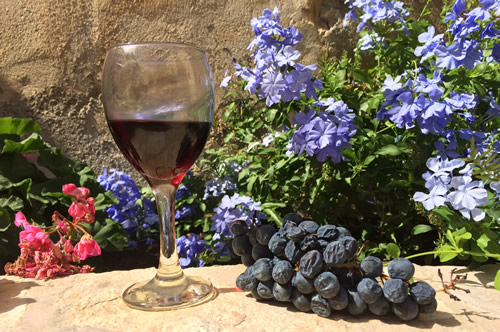 Plavac wine and wrinkled grapes ready for harvest