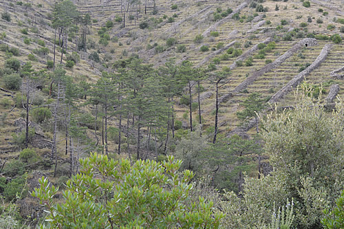 Dalmatian black pines, Hvar