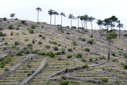Hvar ridge with line of Dalmatian black pines