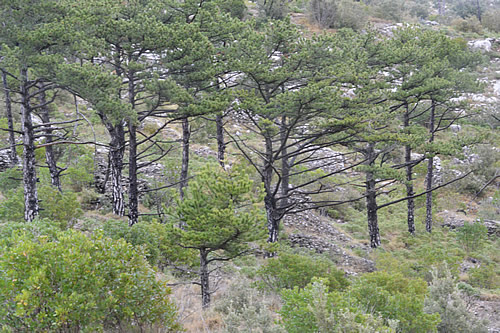 Dalmatian black pines