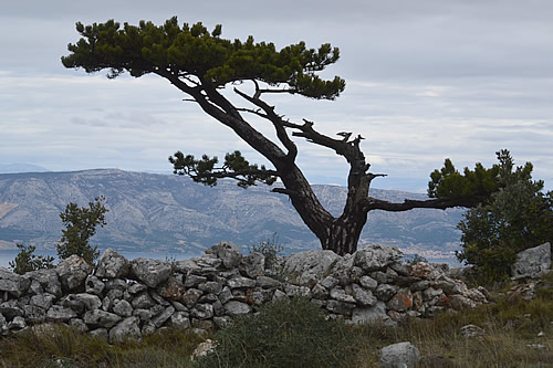Black pine with another great view over Brač