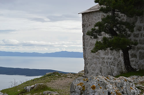 Black pine, Sv Nikola