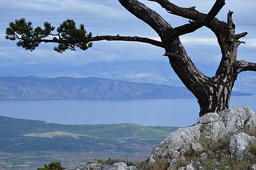 Dalmatian black pine on Hvar, view of Brač