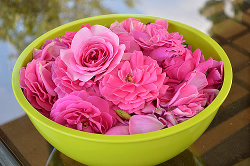 Freshly picked roses