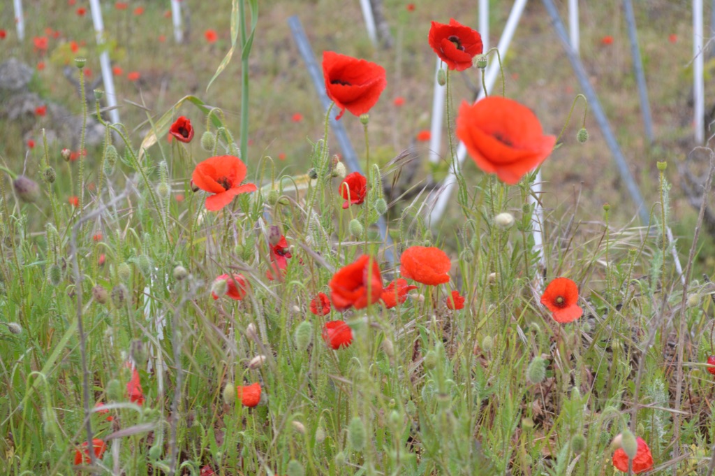 Poppies in the vineyard