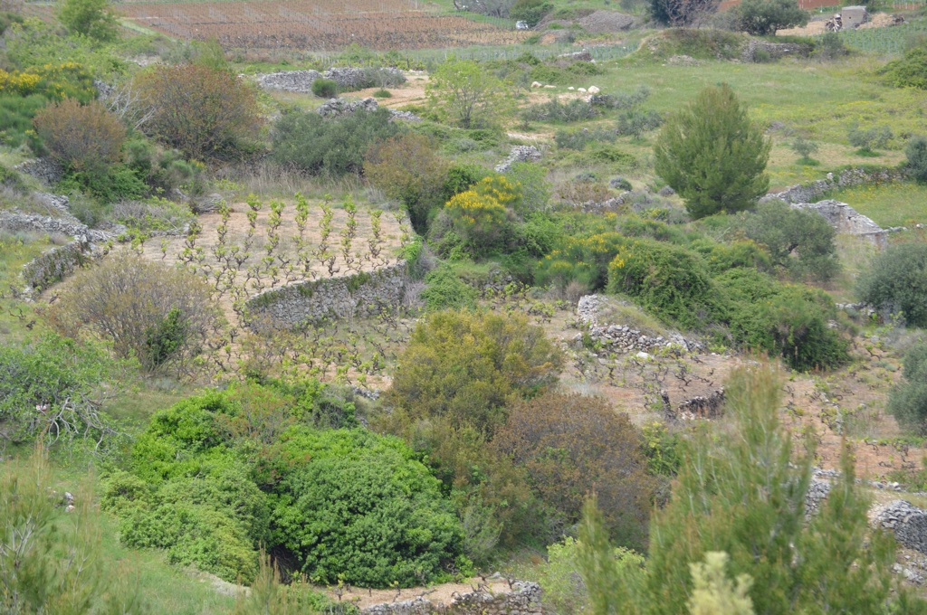 Terraces near Svirče