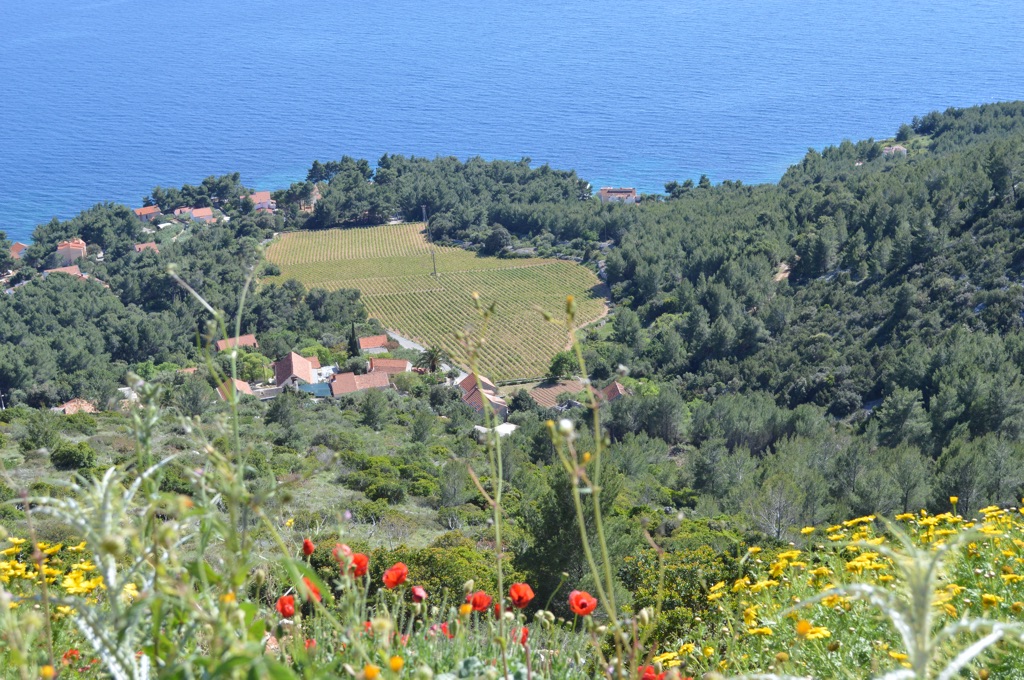 South beach vineyard