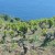 Vines above Ivan Dolac