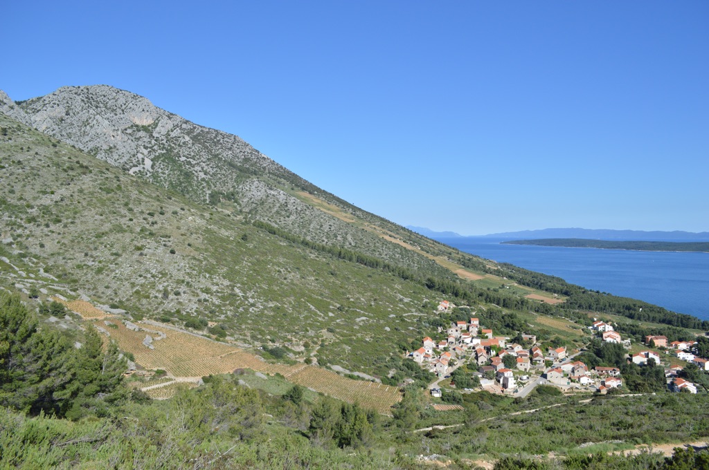 Vineyards above Ivan Dolac