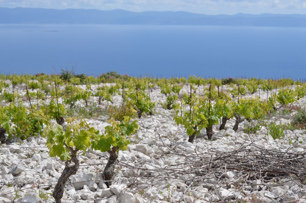 High vineyard overlooking Korčula