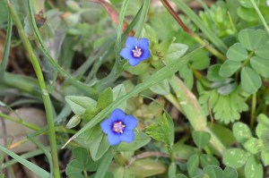 Analgallis arvensis (Eng: Blue pimpernel, Hr: Poljska Krivičica)