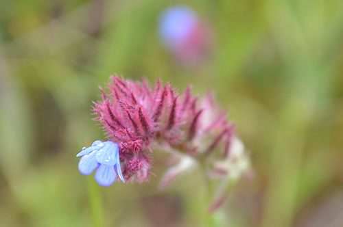 No information on leaves!