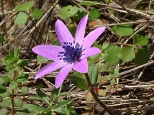 Anemone hortensis (Eng: Garden anemone, Hr: Vrtna šumarica) February-April