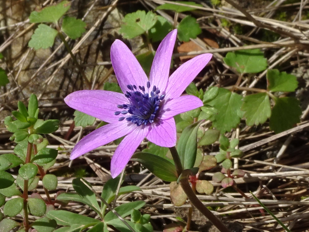 Anemone hortensis
