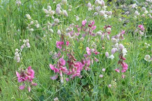 Antirrhinum majus (Eng: Snapdragon, Hr: Zijevalica)