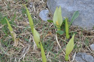 Arum italicum (Eng: Italian lords-and-ladies, Hr: Veliki kozlac) Photographed in a Kastela vineyard