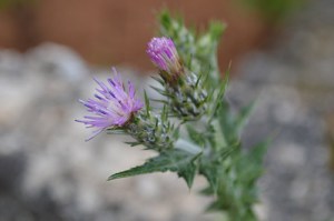 Carduus pycnocephalus (Eng: Italian (plumeless) thistle, Hr: Sitnoglavičasti stričak)