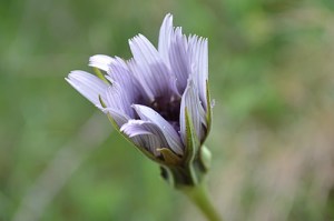 Cichorium intybus (Eng: Chicory, Hr: Cikorija)