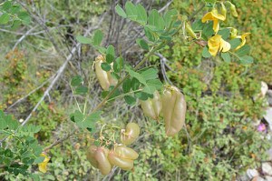 Colutea arborescens (Eng: Bladdernut tree or bladder senna, Hr: Drvolika pucalina)